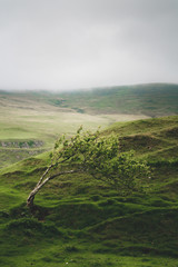 A windswept tree bent by the constant wind over the years in Fairy Glen, Isle of Skye in cloudy weather