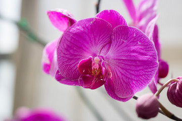 Close up beautiful pink orchid growing in garden.