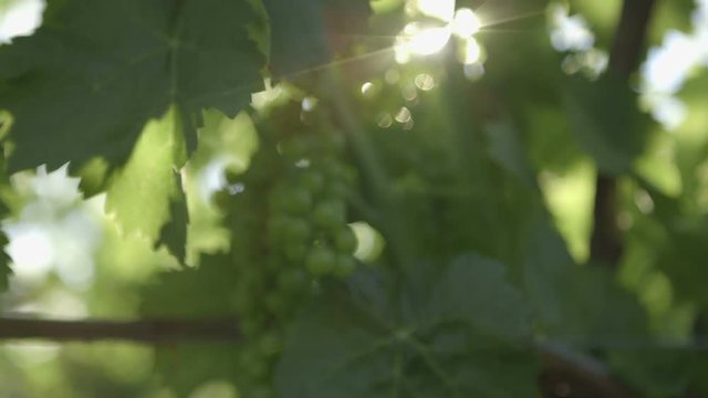 A rake shot of green grapes growing on the vine