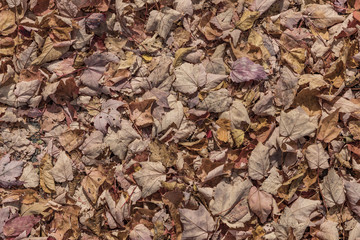 indian summer impressions at the white Mountains in New Hampshire