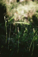 tall blades of grass being lit by the early morning sun
