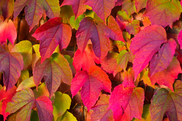 Naklejka na ściany i meble Red leaves of Virginia creeper in autumn