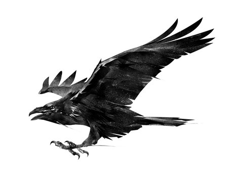 isolated sketch of a flying crow on the side