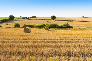 Obraz premium Harvest. Staw rolls.