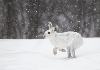 Naklejka premium Snowshoe hare or Varying hare (Lepus americanus) in the falling snow in Canada