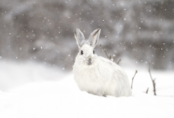 Fototapeta premium Snowshoe hare or Varying hare (Lepus americanus) in the falling snow in Canada