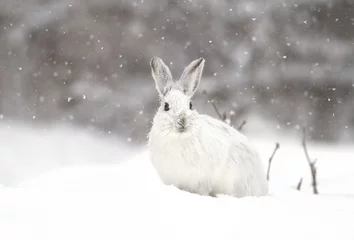 Foto op Aluminium Snowshoe hare or Varying hare (Lepus americanus) in the falling snow in Canada © Jim Cumming