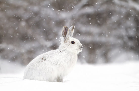 Snowshoe hare or Varying hare (Lepus americanus) in the falling snow in Canada