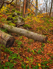 Colorful autumnal scene in the forest