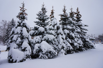 They ate in the snow on a winter evening