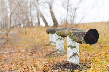 bench made of birch in the autumn forest