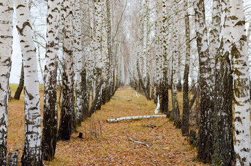Fototapeta premium Beautiful autumn birch alley with fallen leaves