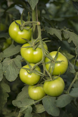 Organic ripe tomato cluster in a greenhouse