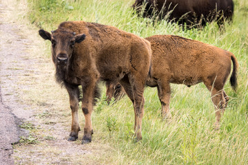 Two baby bison 