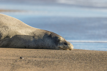 Endangered Hawaiian Monk Seal Resting on Beach