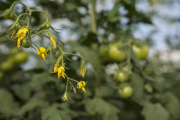  tomato greenhouse