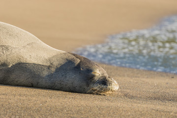 Fototapeta na wymiar Endangered Hawaiian Monk Seal Resting on Beach