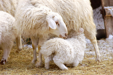 sheep feeds its lamb