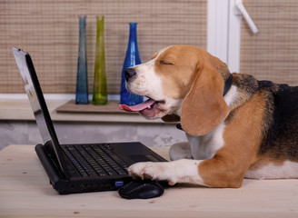 Beagle dog on the table with laptop