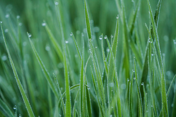 Fototapeta na wymiar Dews on grass