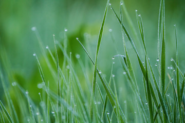 Dews on grass