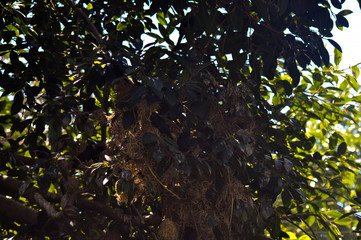 Bird&rsquo;s nest in the tree