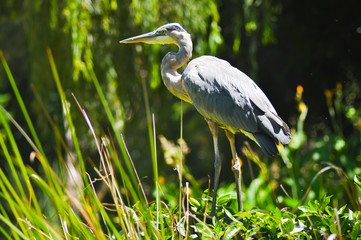 Grey heron standing on the bush