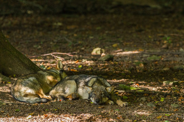 Obraz premium Friendly wolfs