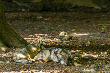 Friendly wolfs