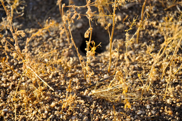 Dry grass macro and small ants walking on the ground