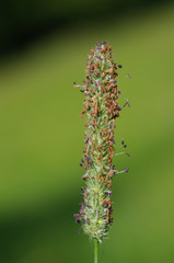 Phleum pratense flowering
