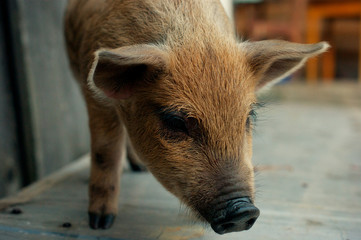 Fototapeta premium Little piggy