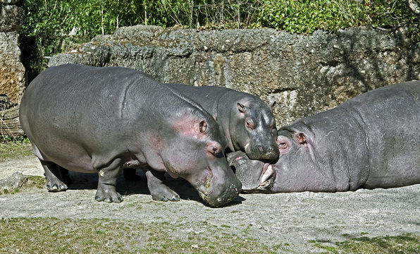 Hippopotamus family. Latin name - Hippopotamus amphibius