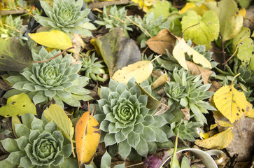 каменная роза