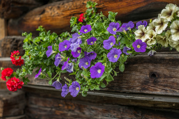 Typical flowers of petunia and cranesbills on an Swiss log house