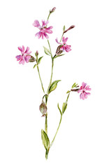 Obraz na płótnie Canvas Pink flower