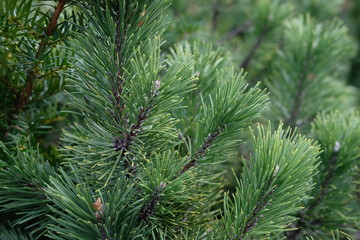 Pine needles