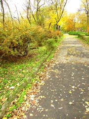 Naklejka premium walk, park, autumn, leaves, trees, autumn day, bushes, road