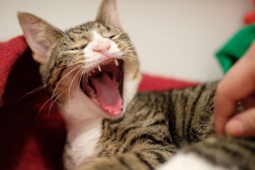Calico kitten yawning