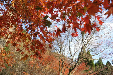 紅葉