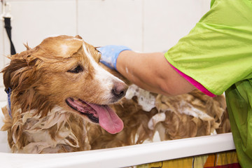 bathing the border collie dog in the bathtub