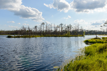 scenic wetlands with country lake or river in summer