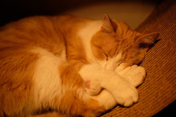 Sleeping orange cat