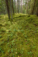 Fototapeta premium Old forest with moss covered trees and rays of sun