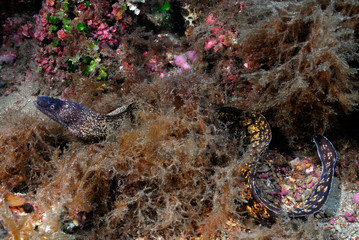 Muraena helena 788-089, morena, muäne