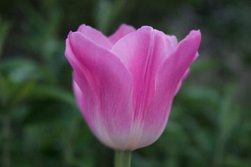 Tulpe blüht im Garten