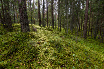 Obraz premium Old forest with moss covered trees and rays of sun