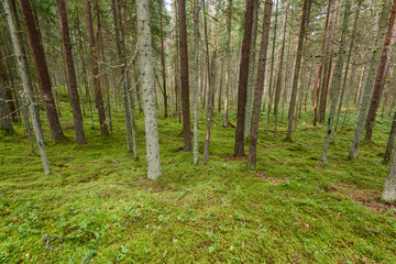Obraz premium Old forest with moss covered trees and rays of sun