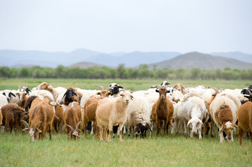 grazing flock of goats and sheep - 180469764