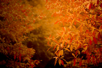 Natural orange leaves and sunshine in autumn